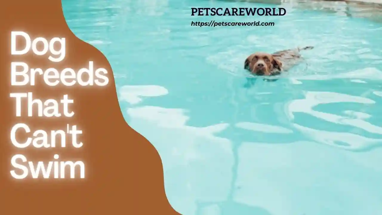 Unveiling the Truth About Dog Breeds That Can't Swim