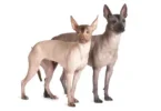 Hairless Dogs of Mexico