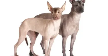 Hairless Dogs of Mexico