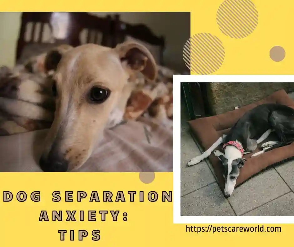 dealing-with-dog-separation-anxiety-tips-and-techniques