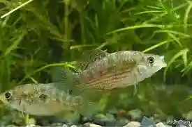 Florida-Flagfish