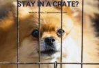 How Long Can a Dog Stay in a Crate