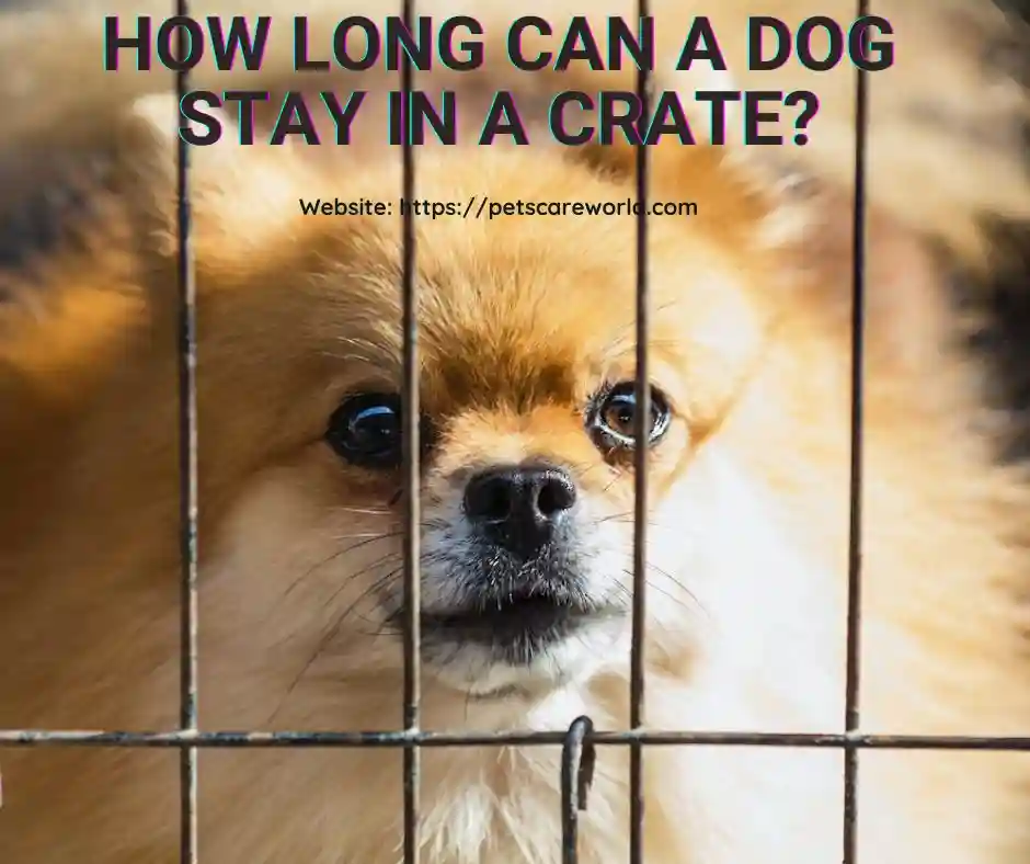 How Long Can a Dog Stay in a Crate? Find Optimal Crate Time