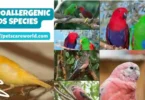 Hypoallergenic-Birds