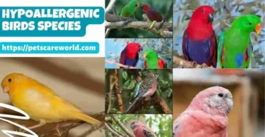 Hypoallergenic-Birds
