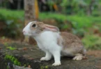 Lifespan of Pet Rabbits
