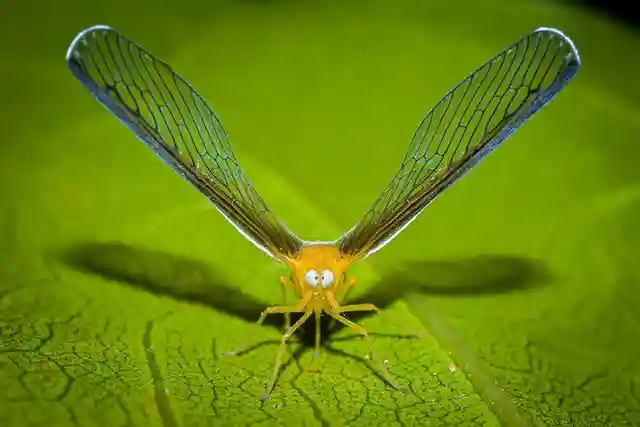 Mayfly: Bird with the Shortest Lifespan
