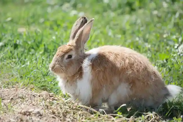 Medical Matters for Rabbits