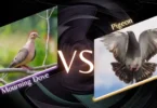 Mourning Dove versus Pigeon