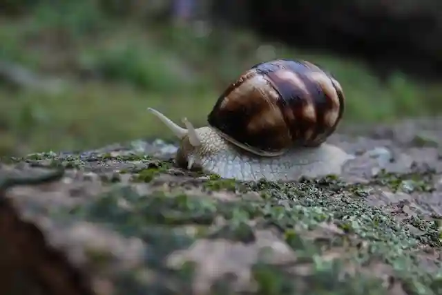 Nerite Snails-Best Algae Eaters