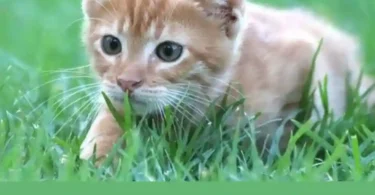 Organic Cat Grass