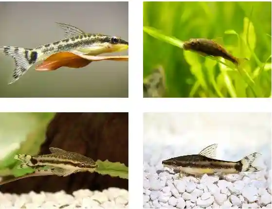 Otocinclus-Catfish-Freshwater Algae Eaters