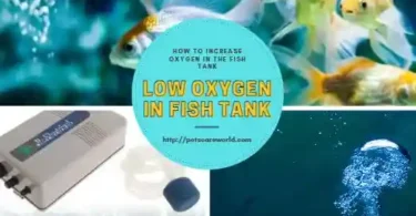 Signs of Low Oxygen in Fish Tank