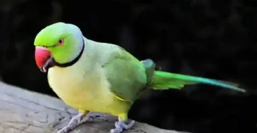 Pet Bird Screaming