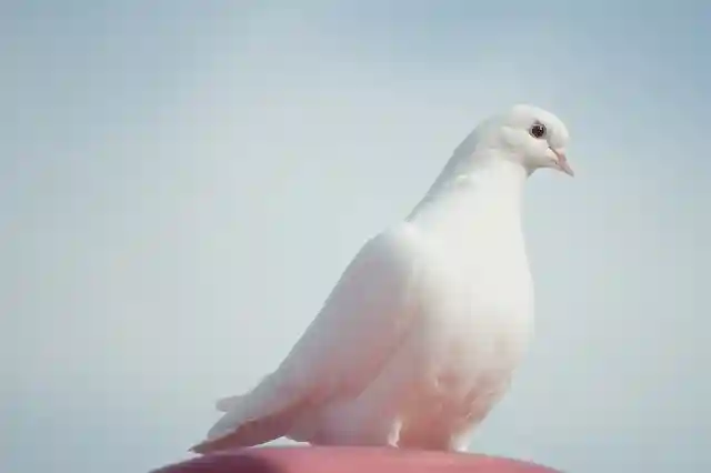 Pigeon Lifespan- How Long Do Birds Live