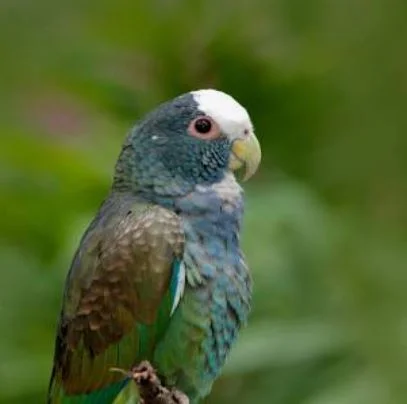 Pionus-parrots-Hypoallergenic-Bird