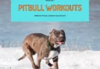 Pitbull Workouts
