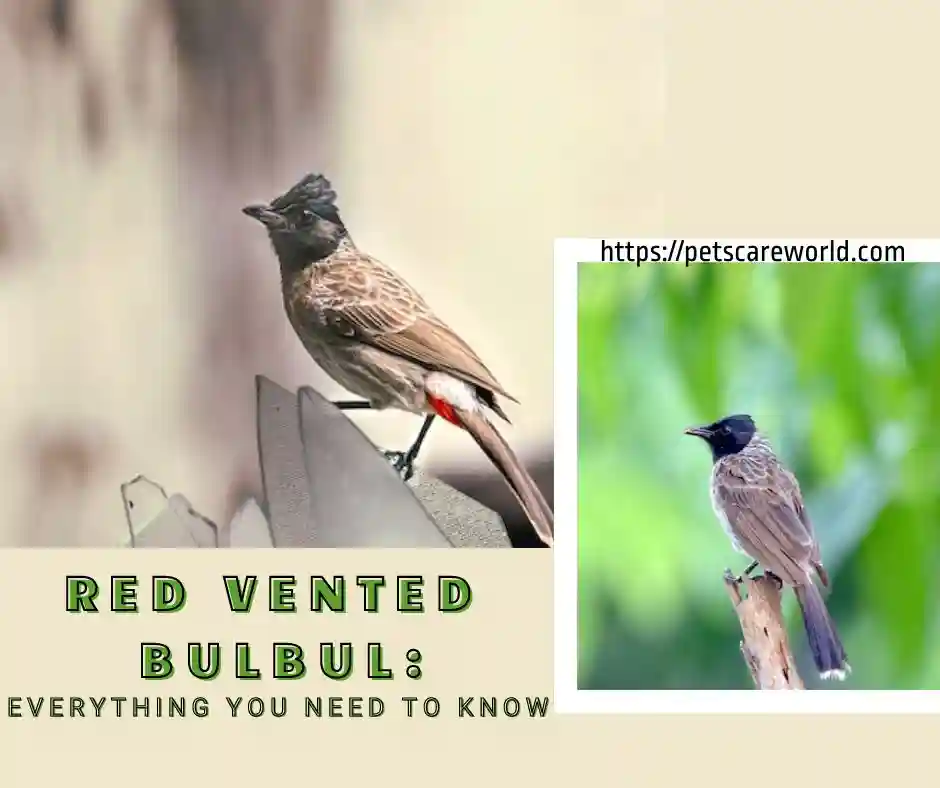 Everything You Need To Know About Red Vented Bulbul