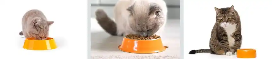 Feeding Dog Food to Cats