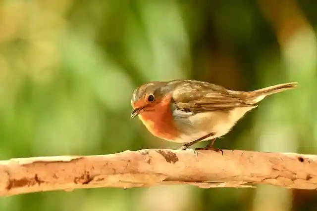 Robins: How Long Do Birds Live