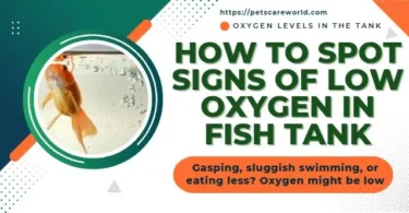 Signs of Low Oxygen in Fish Tank