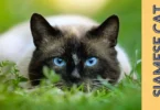 Type of Siamese Cat