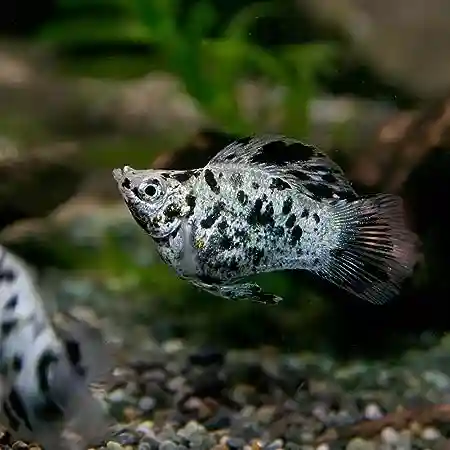 Mollies (Poecilia spp.) - Easiest Freshwater Fish to Breed