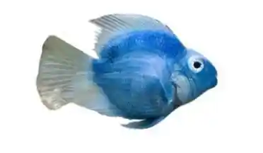 blue parrot fish