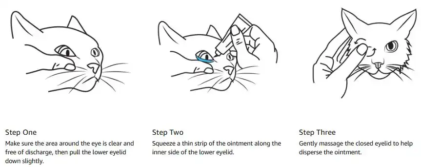 Unlocking the Secrets of Cat Eye Problems 3 cat eye problem