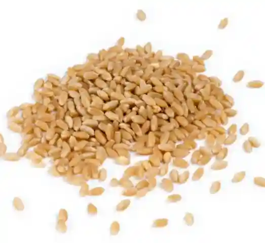 cat-grass-seeds