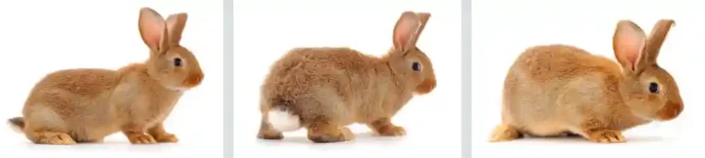 do bunnies bite human