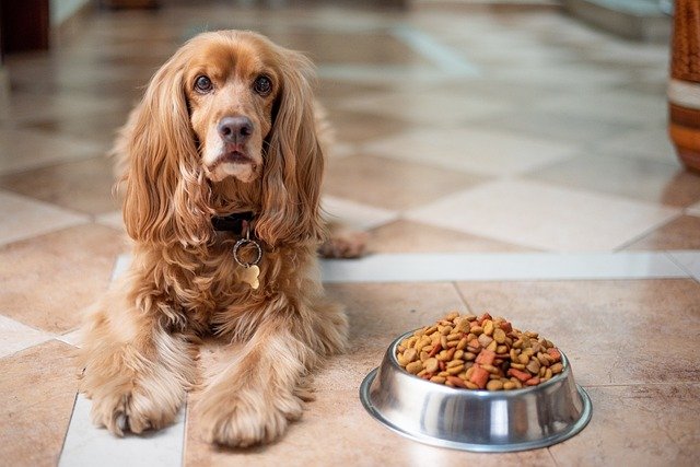 Pets Not Eating: Exploring the Hidden Reasons 4 Calm and Comfortable Environment for pets