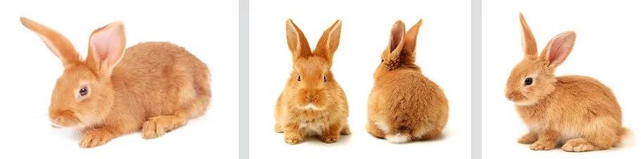 lifespan of pet rabbits