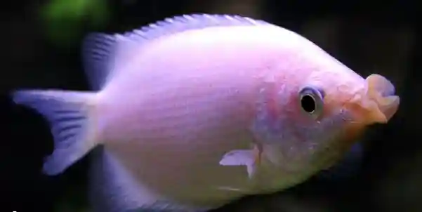 single kissing gourami