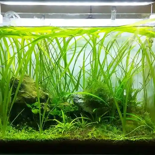 Vallisneria Aquarium Plant: Create the Best Fish Tank Now