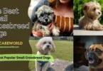 Best Small Crossbreed Dogs