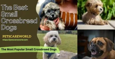 Best Small Crossbreed Dogs