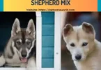 Black Husky and German Shepherd Mix