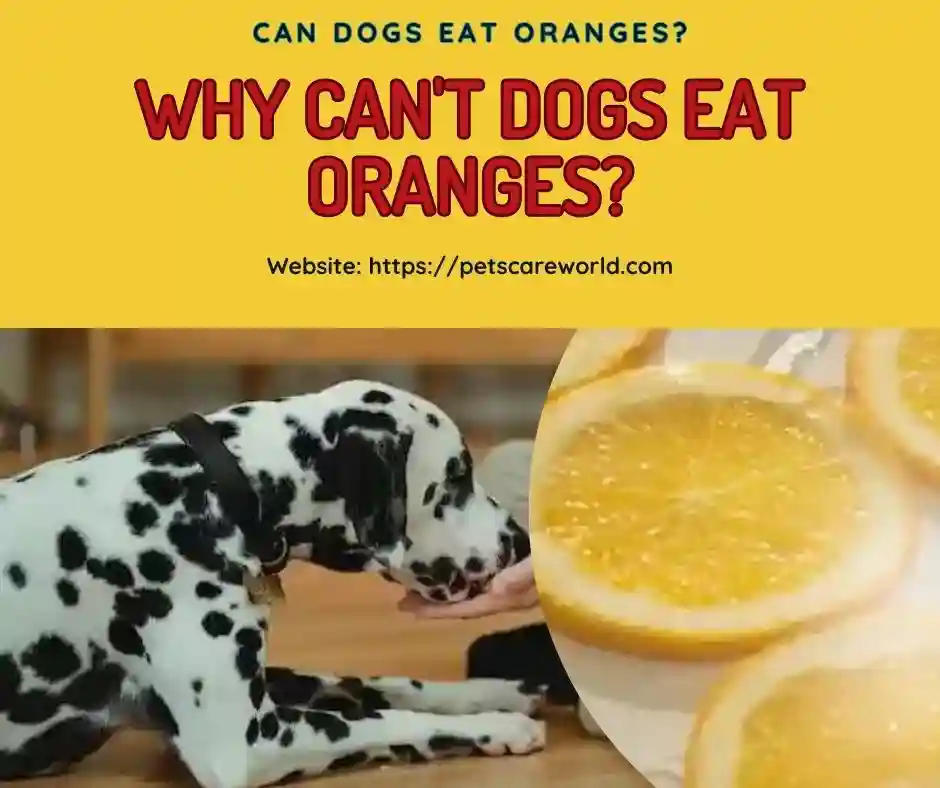 Can Dogs Eat Oranges The Ultimate Guide