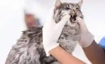 Cat-Dental-Care
