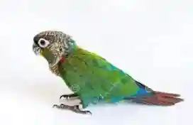 Crimson Bellied Conure Diet and Nutrition