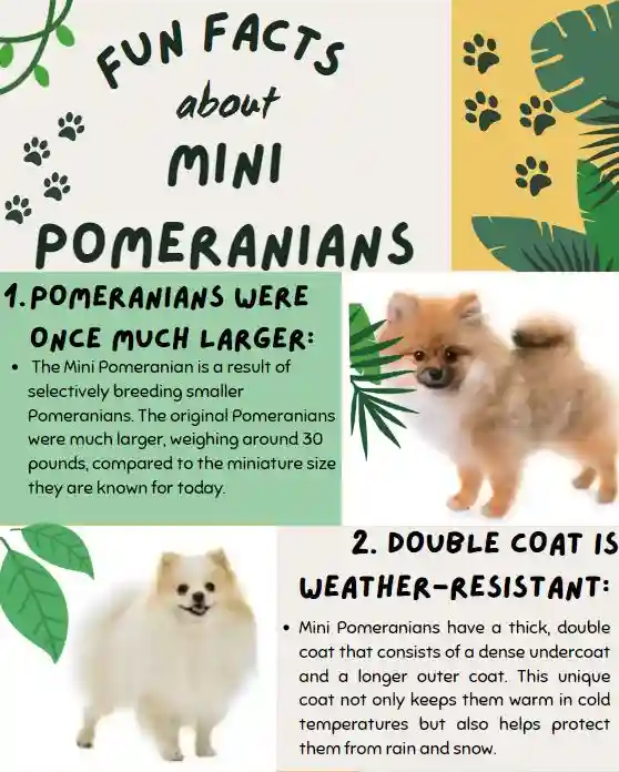 Fun-facts-about-Mini-Pomeranian