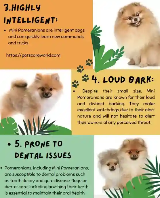 Fun-facts-about-Mini-Pomeranian