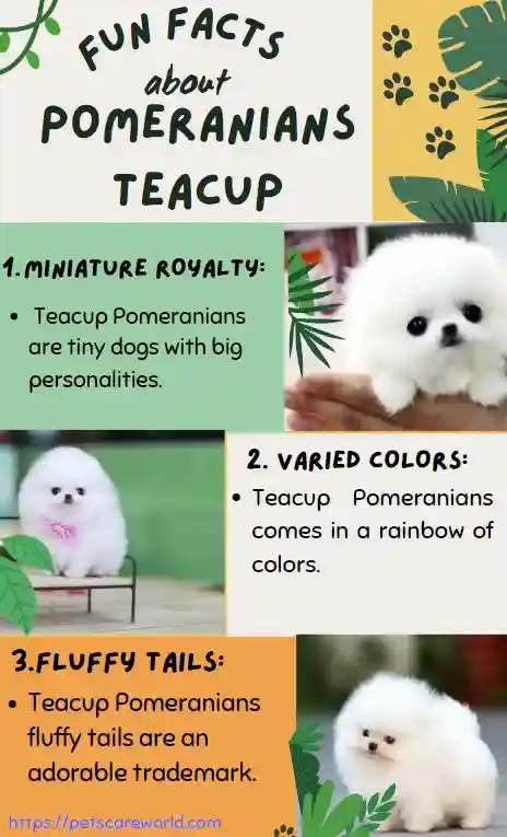 Fun-facts-about-Teacup-Pomeranian