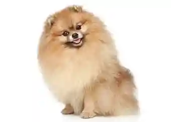 Pomeranian Mini