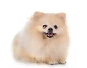 Miniature Pomeranian Dog
