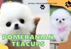 Pomeranian Teacup