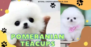 Pomeranian Teacup