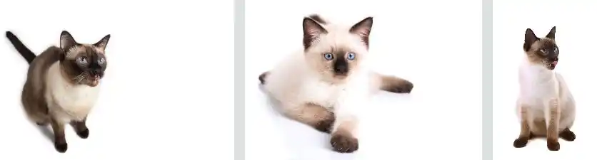 Japanese Cat Names for Siamese Cats