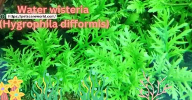 Water wisteria (Hygrophila difformis)